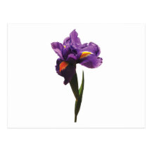 Un iris pourpre cartes postales