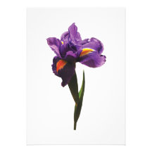 Un iris pourpre invitations personnalisées