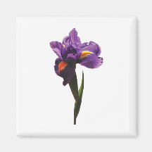 Un iris pourpre magnets