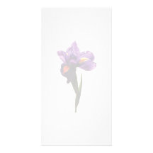 Un iris pourpre modèle pour photocarte