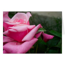 Un lézard sur une carte de voeux de rose 02
