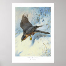 Un Moineau-faucon en vol Poster