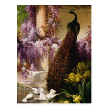 Un paon et colombes dans une copie de jardin carte postale