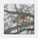 Un petit Robin rouge dans l'arbre Magnets