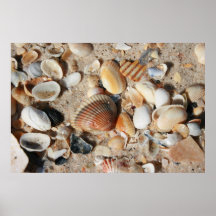 Un pied carré de coquilles posters