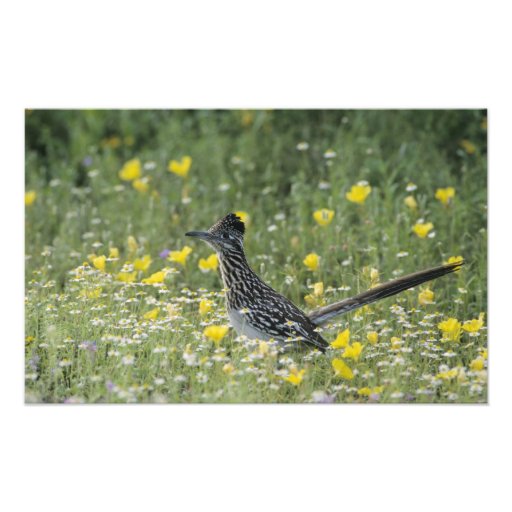 Un plus grand Roadrunner, californianus de Geococc Impressions Photographiques
