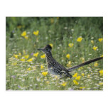 Un plus grand Roadrunner, californianus de Geococc Cartes Postales