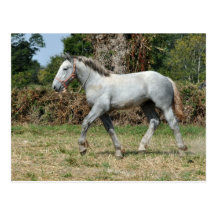 Un poulain gris de Percheron en France Carte Postale