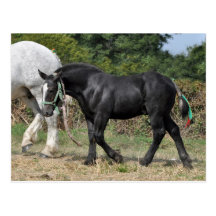 Un poulain noir de Percheron en France Cartes Postales