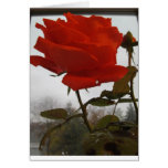 Un rose sauvé de la tempête carte de vœux