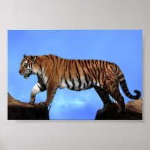 Un succès de tigres affiche