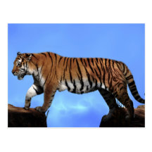 Un succès de tigres cartes postales