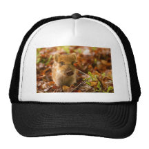 Un Sus Scrofa de porcelet de sanglier dans le feui Casquette