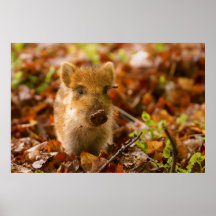 Un Sus Scrofa de porcelet de sanglier dans le feui Posters