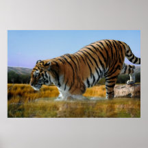Un tigre aime l'eau affiches