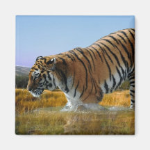 Un tigre aime l'eau aimants pour réfrigérateur