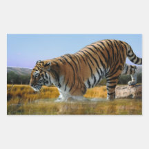 Un tigre aime l'eau autocollant en rectangle