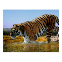 Un tigre aime l'eau carte postale