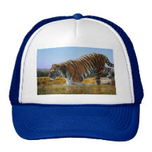 Un tigre aime l'eau casquettes