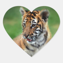 Un tigre de bébé mignon adhésif