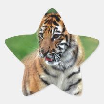 Un tigre de bébé mignon autocollant en étoile