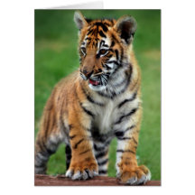 Un tigre de bébé mignon cartes de vœux