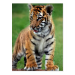 Un tigre de bébé mignon cartes postales