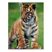 Un tigre de bébé mignon cartes postales