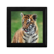 Un tigre de bébé mignon coffret cadeau