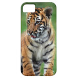 Un tigre de bébé mignon coques iPhone 5