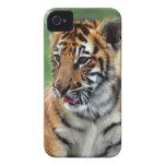 Un tigre de bébé mignon étui iPhone 4