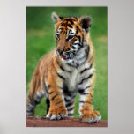 Un tigre de bébé mignon posters
