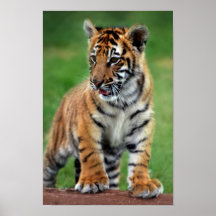 Un tigre de bébé mignon posters