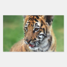 Un tigre de bébé mignon stickers rectangulaires