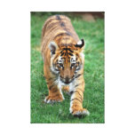 Un tigre de bébé mignon toiles tendues