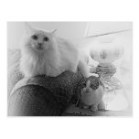 Une carte postale de la vie de chats cartes postales