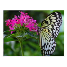 Une grâce de papillons cartes postales