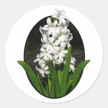 Une jacinthe blanche adhésif rond