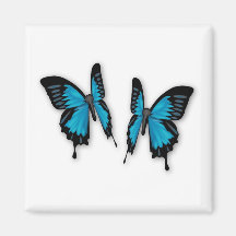 Une paire de papillons bleus tropicaux aimant