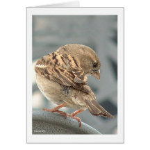 Une petite birdie m'a indiqué ainsi carte de vœux
