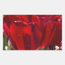 Une tulipe rouge sticker en rectangle