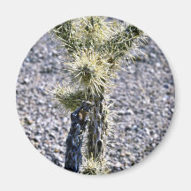 Usine en filigrane de cactus magnets