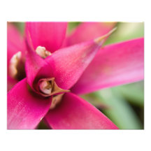 Usine flamboyante magenta de Bromeliad d'épée Art Photographique