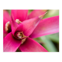 Usine flamboyante magenta de Bromeliad d'épée Carte Postale