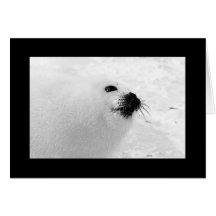 Vacances blanches noires blanches noires des carte