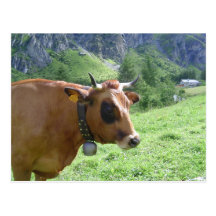Vache alpine carte postale