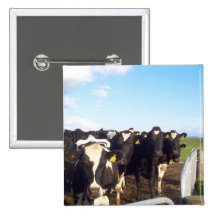 Vache Badges