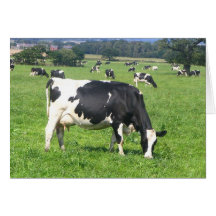 Vache Carte De Vœux