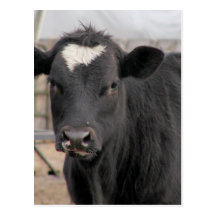 Vache Carte Postale