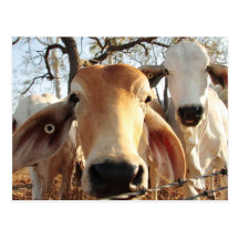 Vache Cartes Postales